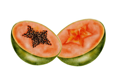 Papaya watercolor. Hand drawn ripe tropical fruit on white background. Ideal for logo, cosmetics and product packaging