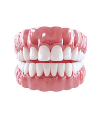 Fototapeta premium 3D Model of Teeth Front View on Transparent Background
