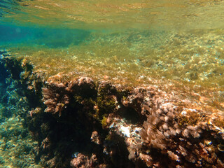Seagrass underwater with natural sunlight in Mediterranean sea, jijel Algeria, Sea Grass underwater, seagrass Kelp grows in rocks under the sea and the diversity of life in the Mediterranean.