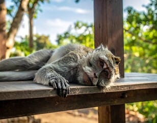 Bored monkey resting on wooden deck