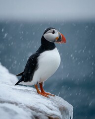 Puffin Standing on Icy Cliff Edge Overlooking the Arctic Sea