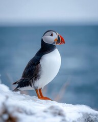 Puffin Standing on Icy Cliff Edge Overlooking the Arctic Sea