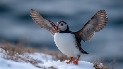 Puffin Standing on Icy Cliff Edge Overlooking the Arctic Sea