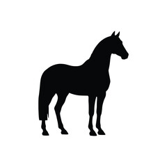 Fototapeta premium Silhouette of a majestic horse standing alert