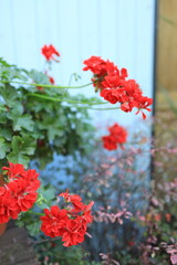 Obraz premium Bright red geranium flowers stand out against green leaves in a lush garden. The scene captures the beauty of spring with plants thriving in warm sunlight.