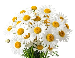Bouquet of white daisies