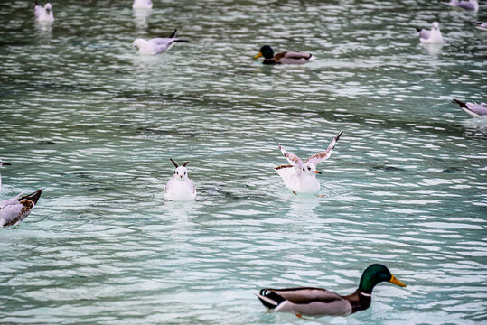 A group of pigeons cooling off and fluttering in the water of Lake Sabadell in Catalunya Park.