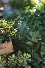 A tranquil garden scene shows sunlight illuminating an arrangement of different plants, creating a peaceful atmosphere filled with greenery. The variety includes small bushes and leafy plants.