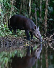 Tapir Walking Along Rainforest Riverbank with Reflection in Water