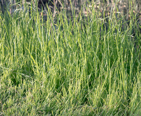grass texture in public park