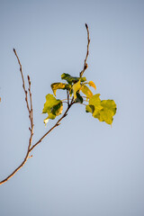 green leaves of a tree. Green background