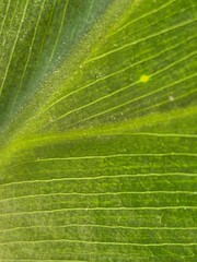veins of a leaf of an alocacia