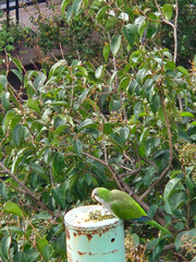 small green parrot perched on the street lamp