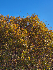background of autumn leaves of a tree.