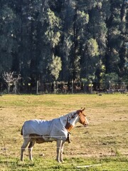 Portrait of a horse in the field.