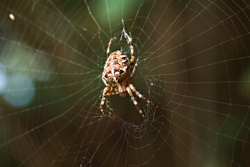 Spider in a web on a blurred natural green background. Selective focus. High quality photo.
