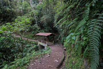 A winding trail through lush greenery leads the way to the mighty Gocta Waterfalls. Each step along this serene path invites travelers deeper into the heart of the Amazonas region.