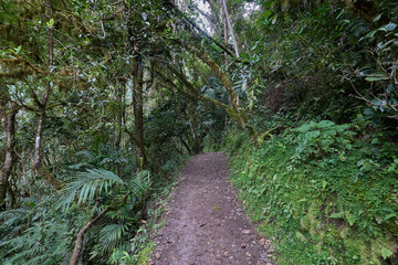 A winding trail through lush greenery leads the way to the mighty Gocta Waterfalls. Each step along this serene path invites travelers deeper into the heart of the Amazonas region.