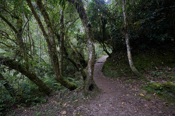 A winding trail through lush greenery leads the way to the mighty Gocta Waterfalls. Each step along this serene path invites travelers deeper into the heart of the Amazonas region.