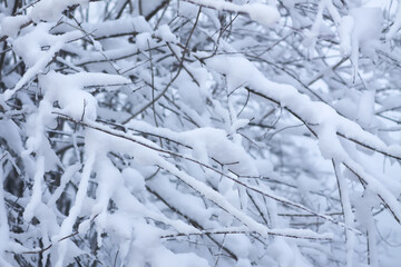 Close-up of winter tree with fresh snow.