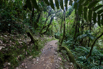 A winding trail through lush greenery leads the way to the mighty Gocta Waterfalls. Each step along this serene path invites travelers deeper into the heart of the Amazonas region.