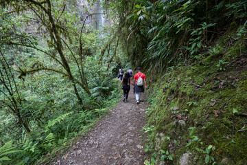 A winding trail through lush greenery leads the way to the mighty Gocta Waterfalls. Each step along this serene path invites travelers deeper into the heart of the Amazonas region.