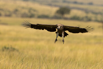 vulture in flight