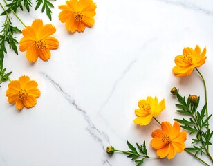 Bright yellow cosmos on white marble