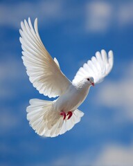 White dove in mid-flight against a soft blue sky