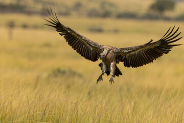 vulture in flight
