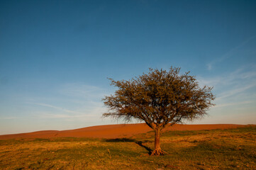 Pampas grass landscape, La Pampa province, Patagonia, Argentina.