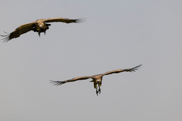 vulture in flight