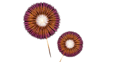 Two abstract dandelion seed head shapes isolated on transparent background