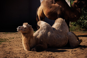 camel in the desert
