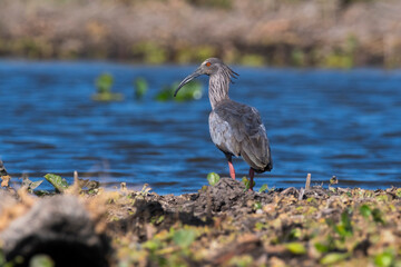 Plumbeous ibis, Bañado La Estrella, Formosa Province, Argentina.