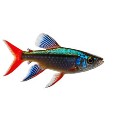 Ember tetra isolated on transparent background with vibrant coloration
