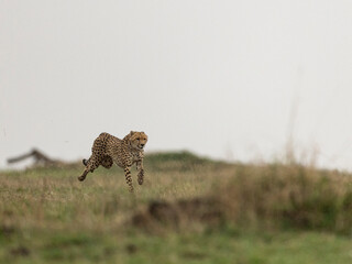 cheetah running