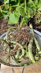 tuber bacteria from  green garden beans