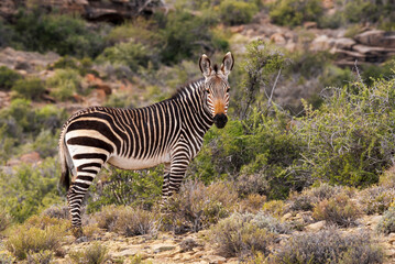 Cape mountain zebra (Equus zebra zebra) standing in natural Karoo habitat, Karoo National Park, Beaufort West, Western Cape, South Africa. Endangered species in its wild environment.