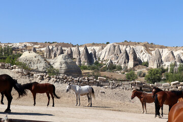 Horses in mountain landscape. Cappadocia, Turkey