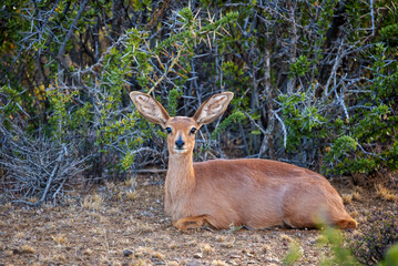 A female steenbok (Raphicerus campestris) resting quietly in a Karoo National Park setting near Beaufort West, Western Cape, South Africa. Showing it's large ears in a natural habitat.
