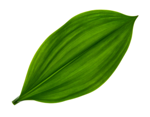 Firefly_Isolated green lily-of-the-valley leaf on a white background, long and narrow shape,