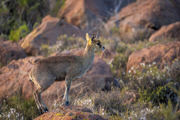 A klipspringer (Oreotragus oreotragus) stands alert in its rocky Karoo National Park habitat near Beaufort West, Western Cape, South Africa, highlighting this antelope in natural African terrain.
