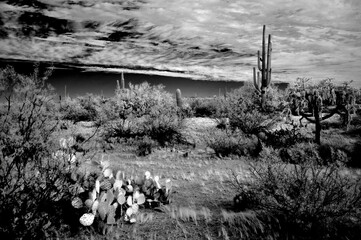 Black and White Sonoran Desert Arizona
