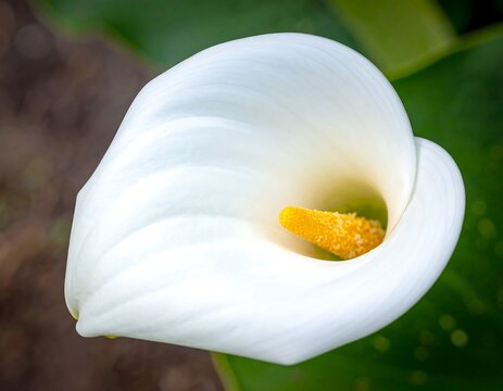 Close-up of a pristine white Calla Lily (1)