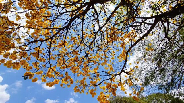 Horizontal wide shot of a yellow Ipe, Handroanthus chrysotrichus or golden trumpet tree in blossom in Brazil.