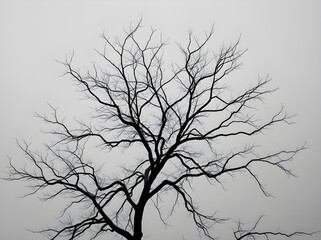 Obraz premium Stark Silhouette of Bare Tree Branches Against a Soft Gray Sky Nature