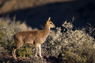 A klipspringer (Oreotragus oreotragus) stands alert in its rocky Karoo National Park habitat near Beaufort West, Western Cape, South Africa, highlighting this antelope in natural African terrain.