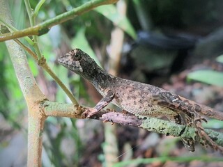 Kangaroo lizard on a branch, from srilanka.