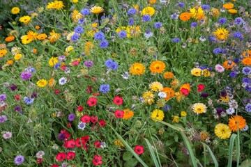 Cottage flower border, England